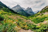Fototapeta  - Glacier National Park with pink wildflowers in foreground