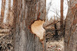 Damaged tree due to beaver gnawing