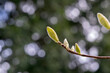 Close Up Buds Of A Magnolia Acuminata Tree At Amsterdam The Netherlands 4-4-2024
