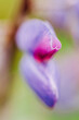 Macro shot of purple and magenta lupine blossom with upside down heart
