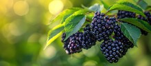 A Cluster Of Ripe Blackberries Hangs From The Branches Of A Tree, Ready For Picking. The Dark Berries Contrast Against The Green Leaves.