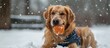 A dog joyfully plays in the snow, holding a ball in its mouth. The scene captures the excitement and happiness of the furry friend enjoying a playtime activity in the winter wonderland.