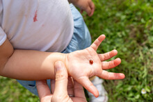 A Toddler Hand With A Little Ladybug 