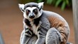 A-Lemur-With-Its-Fur-Puffed-Up-Trying-To-Appear-L-