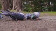 Wild City Pigeons Pecking Ground during Feeding with Grain in Park