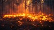 Scary large forest fire, disaster concept, natural disaster, global warming