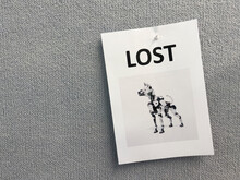 Lost Poster For Robot Dog
