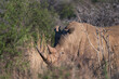 Breitmaulnashorn auf Augenhöhe beim grasen in einer Graslandschaft in Namibia