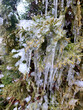Very long icicles on evergreen thuja branches close-up. Icicles from water ice on leaves of bush tree on winter day. Frozen branches. ice-covered coniferous plant. Nature background. Natural backdrop