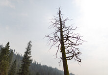 Bare Tree And Wildfire Smoke