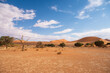 Trees at sossusvlei in Namibia