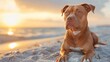 pit bull dog on the beach at sunset