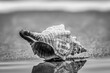Spiegelung einer Muschel bei Ebbe am Strand der Nordsee