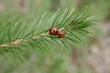 Two ladybirds on a pine tree