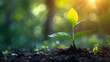 Young plant growing in morning light with green nature bokeh background, representing new life, growth, and ecology business financial progress concept