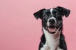 studio portrait of smiling black brown and white mixed breed rescue dog sitting and smiling against a pink background