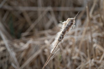 Poster - Flying reed seeds on a stem.