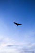 bird silhouette flying in blue sky