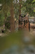 Great horned owl sitting on the ground under a tree.