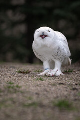 Wall Mural - Snowy owl on gravel with a rat.