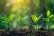 © ELmidoi-AI - Plant seedlings or little trees growing on rich soil and gentle sunlight with blurred green backgrounds.