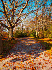 Wall Mural - Autumn leaves of maple trees on the footpath, vibrant New Engalnd fall landscape with fallen foliage on the ground along the coastal trails on Cape Cod, Massachusetts, USA