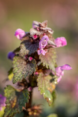 Sticker - St. John's wort with pink flowers.