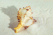 Seashell on white fine sand close-up.