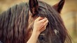 Close-up of person petting brown horse, focusing on horse's eye and mane