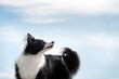 border collie dog enjoys the air in nature beautiful portrait