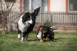 border collie and dachshund dog friendship playing on a green lawn photo of pets