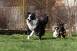 border collie and dachshund dog friendship playing on a green lawn photo of pets
