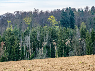 Wall Mural - Abgestorbene Bäume im Wald