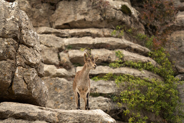 Poster - Iberian ibex in Spain's rocks. Wild ibex are climbing in the mountains. Endangered goats in Paraje Natural Torcal de Antequera in Spain.