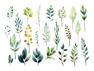 Wall Mural - Collection of green watercolor foliage plants clipart on white background. Botanical spring summer leaves illustration. Suitable for wedding invitations, greeting cards, frames and bouquets.