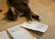 © Elizabeth Rajchart/Stocksy - Cat with list of New Year's Resolutions
