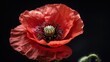 Red Poppy Remembrance: Symbol of Armistice and ANZAC Day on Black Background