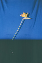 Bird Of Paradise Flower On Blue Background