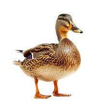 Duck Isolated On White