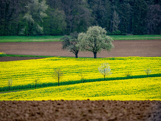 Wall Mural - Blühende Bäume im Frühjahr