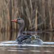 Greylag Goose, Anser Anser, floats on the water in its natural habitat, a beautiful water bird swims calmly on the water, a high-pressure water bird, a bird under protection