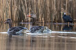 Greylag Goose, Anser Anser, floats on the water in its natural habitat, a beautiful water bird swims calmly on the water, a high-pressure water bird, a bird under protection