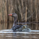Fototapeta Zwierzęta - Greylag Goose, Anser Anser, floats on the water in its natural habitat, a beautiful water bird swims calmly on the water, a high-pressure water bird, a bird under protection