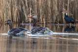 Fototapeta Zwierzęta - Greylag Goose, Anser Anser, floats on the water in its natural habitat, a beautiful water bird swims calmly on the water, a high-pressure water bird, a bird under protection