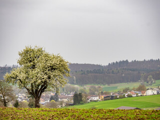 Canvas Print - Blühende Bäume im Frühjahr