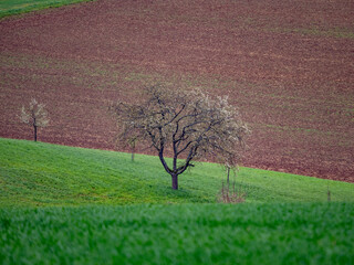 Canvas Print - Blühende Bäume im Frühjahr