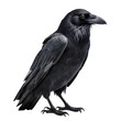 Crow isolated on transparent background, png transparent background, closeup, full body