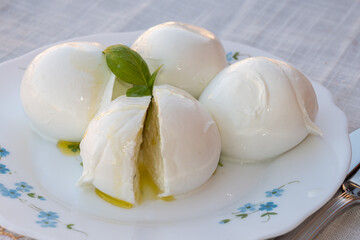 Wall Mural - Cheese collection, white balls of soft Italian cheese mozzarella, served with olive oil, fresh basil leaves