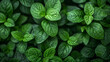 A close up of green leaves with a lush green color. AI.