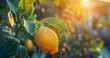 Ripe Lemon Hanging from Tree Against Blur Architectural Backdrop